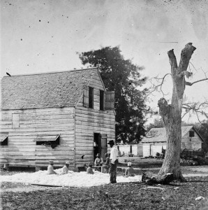 cotton-plantation