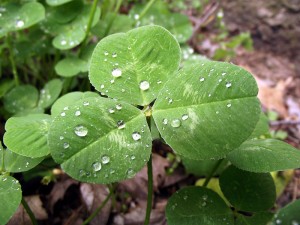 800px-Trifolium_repens_Leaf_April_2,_2010