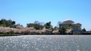 800px-Tidal_Basin_blossoms_by_Matthew_Bisanz