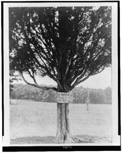 Plaque attached to tree "Here Jackson was wounded and got the title of Stone Wall, July 21, 1861"
