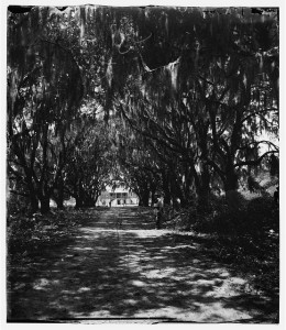 Beaufort, Port Royal Island, South Carolina. Live oak avenue Robert B. Rhett's plantation 1865