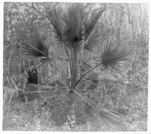 The palmetto tree (published 1866; LOC: LC-USZ62-27033)