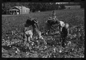 J.A. Johnson and family, Statesville, North Carolina, Route No. 3, picking cotton. He is a sharecropper, works about ten acres, receives half the cotton, must pay for half the fertilizer. Landlord furnishes stock and tools (1939 Oct.?; LOC: LC-DIG-fsa-8a40889)