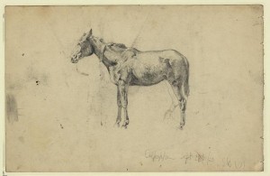 An army mule. September 28, 1863 (by Edwin forbes,1863 Sept. 28; LOC: LC-DIG-ppmsca-20572)