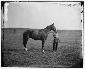 Culpeper, Virginia. Gen. George G. Meade's horse, "Baldy" (1863 Oct; LOC: LC-DIG-cwpb-03781)
