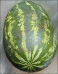 watermelon_whole
