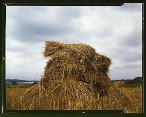 Wheat, Pennsylvania (by John Collier, 1943 July; LOC: LC-DIG-fsac-1a34557)