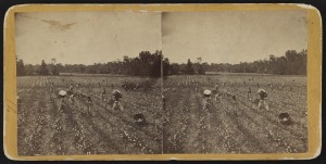 Picking cotton near Montgomery, Alabama  (1860s; LOC: http://www.loc.gov/item/2012648057/)