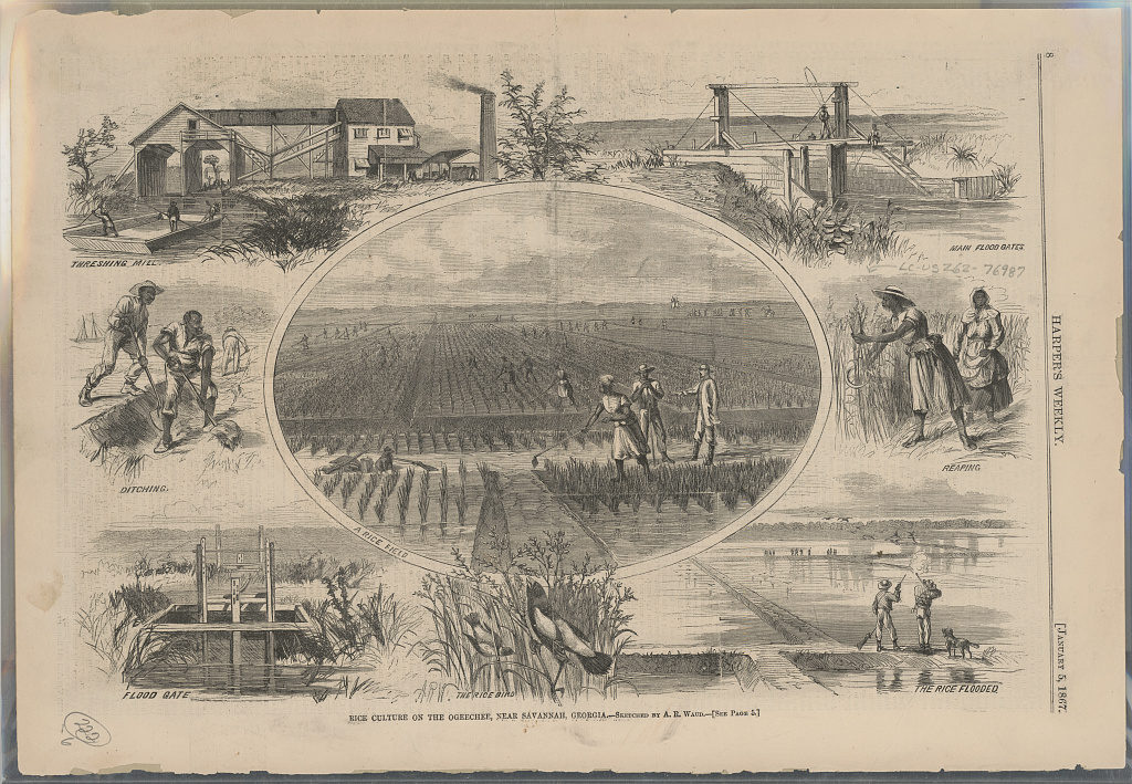 Rice culture on the Ogeechee, near Savannah, Georgia / Sketched by A.R. Waud. ( Illus. in: Harper's weekly, v. XI, no. 523 (1867 January 5), p. 8. ; LOC: https://www.loc.gov/item/2015647678/)