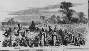 picking cotton (Illus. in: Harper's weekly, 1867 Feb. 2, pp. 72-73. ; LOC: https://www.loc.gov/item/96513748/)
